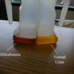 Coluria