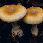 Amanita phalloides
