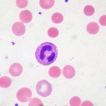 Red blood cells