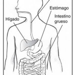 Sistema digestivo