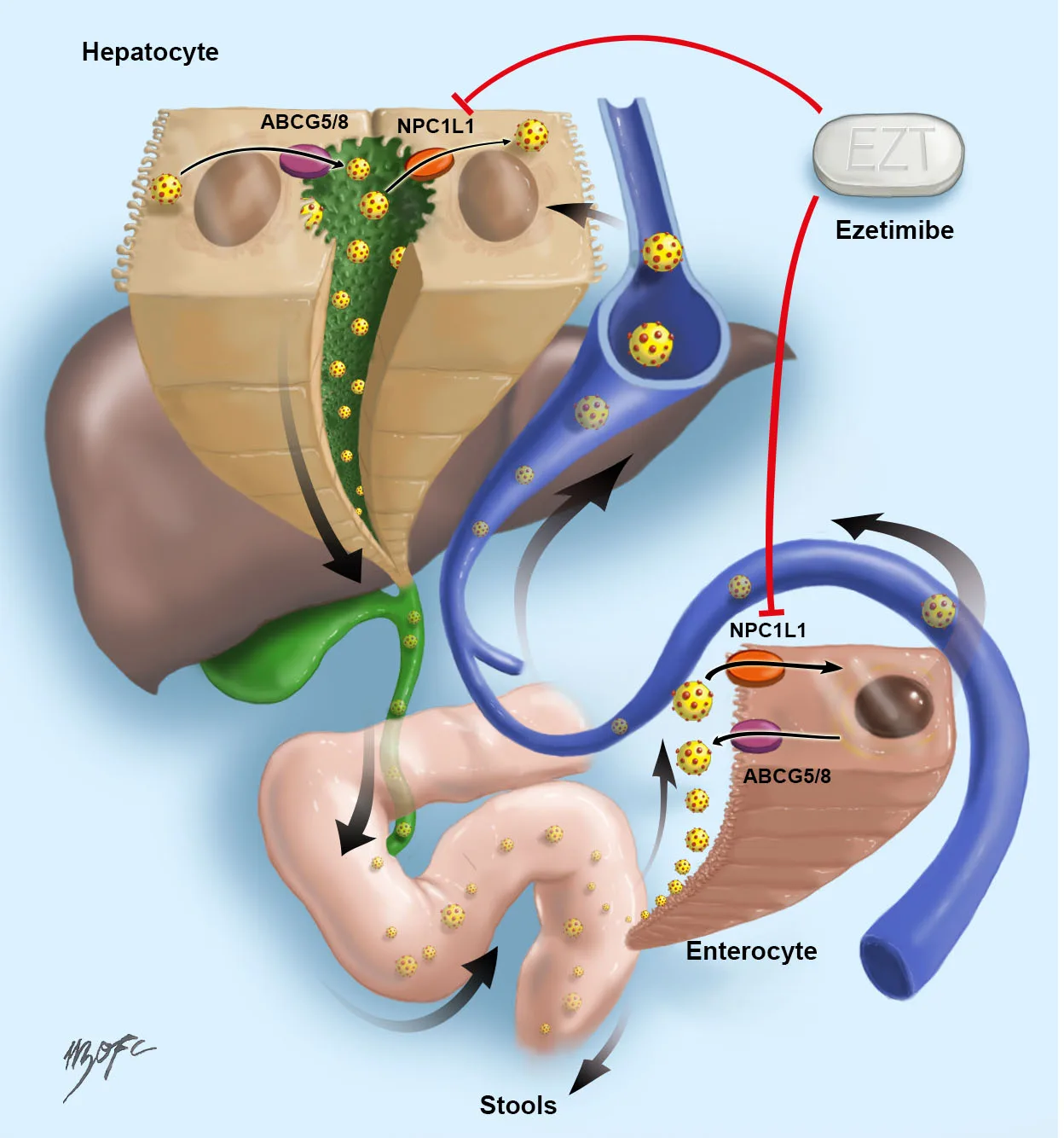 Diagram of the proposed entero-hepatic cycle of the hepatitis C virus