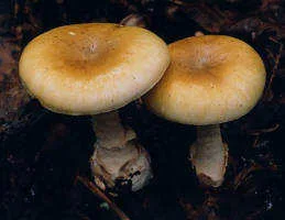 Amanita phalloides, the mushroom responsible for most fatal poisonings