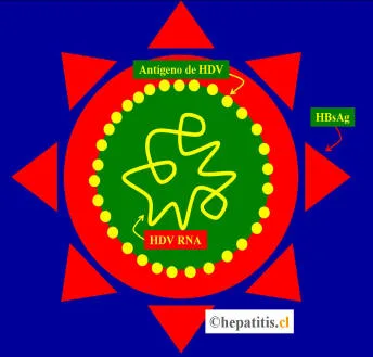 Diagram of the structure of the hepatitis D virus