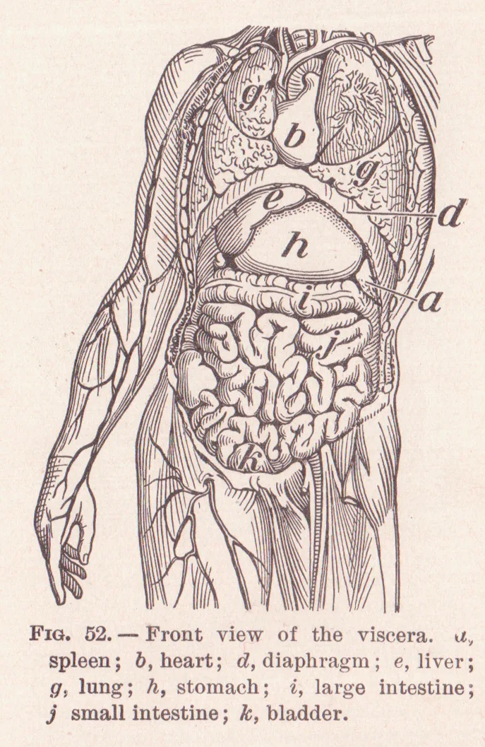 Old anatomical illustration of the abdominal viscera