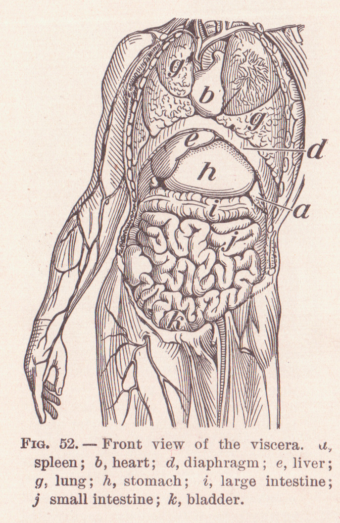 Imagen antigua de las vísceras abdominales